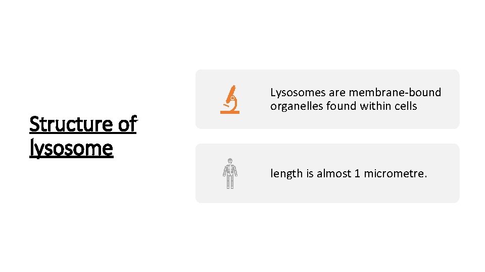 Structure of lysosome Lysosomes are membrane-bound organelles found within cells length is almost 1