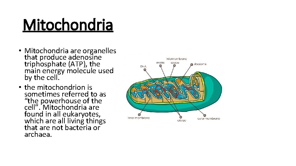 Mitochondria • Mitochondria are organelles that produce adenosine triphosphate (ATP), the main energy molecule