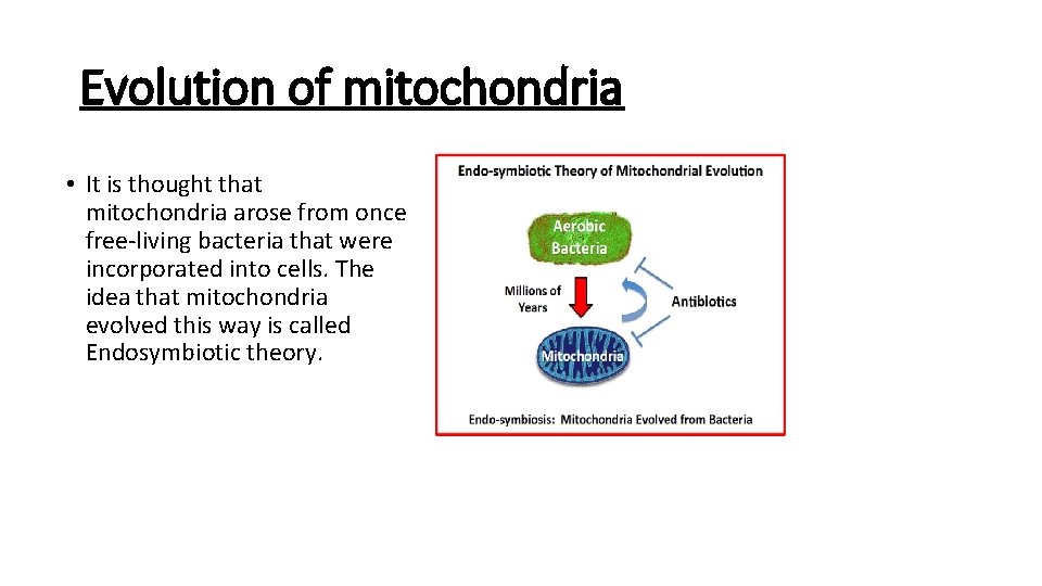 Evolution of mitochondria • It is thought that mitochondria arose from once free-living bacteria