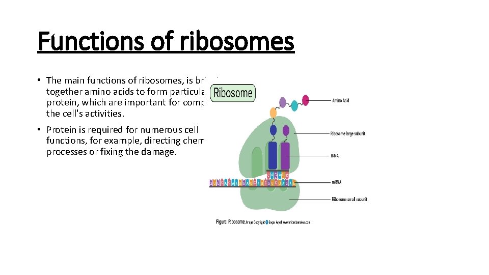 Functions of ribosomes • The main functions of ribosomes, is bringing together amino acids