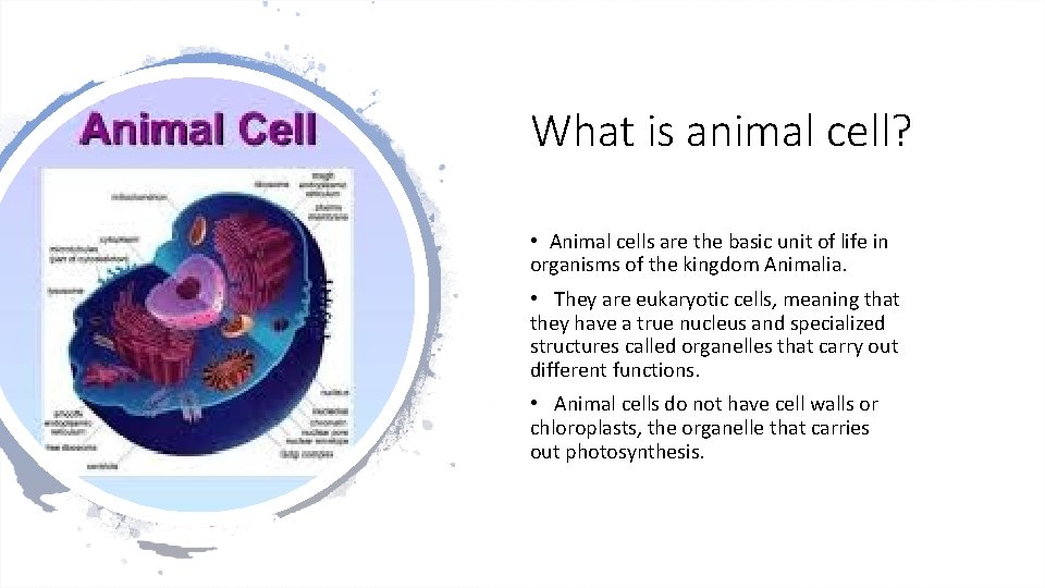 What is animal cell? • Animal cells are the basic unit of life in