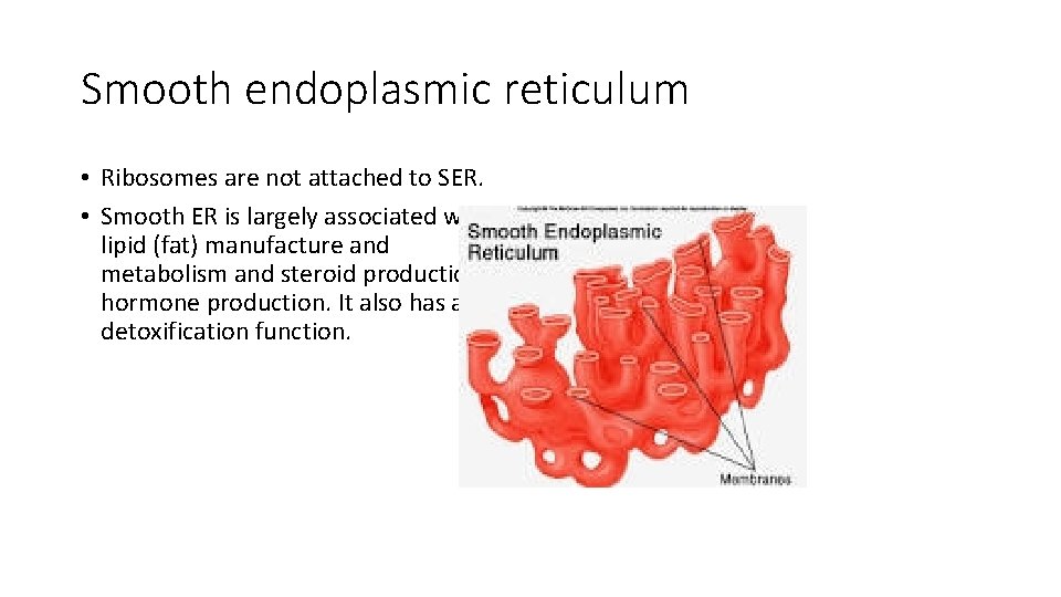 Smooth endoplasmic reticulum • Ribosomes are not attached to SER. • Smooth ER is