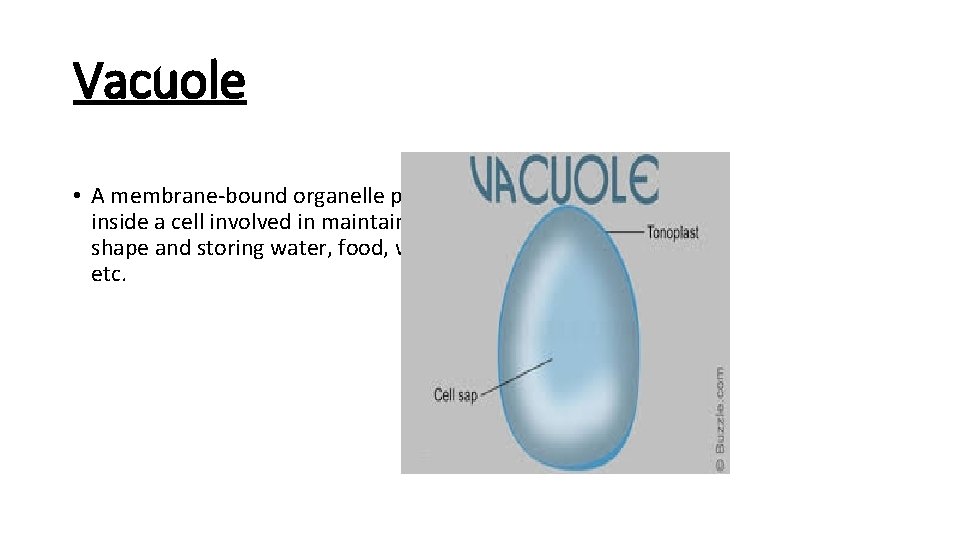 Vacuole • A membrane-bound organelle present inside a cell involved in maintaining shape and