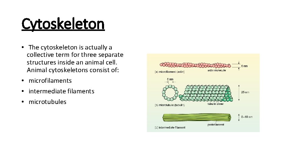 Cytoskeleton • The cytoskeleton is actually a collective term for three separate structures inside