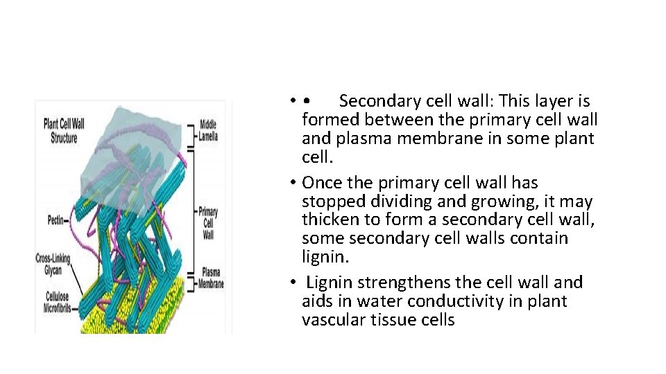  • • Secondary cell wall: This layer is formed between the primary cell