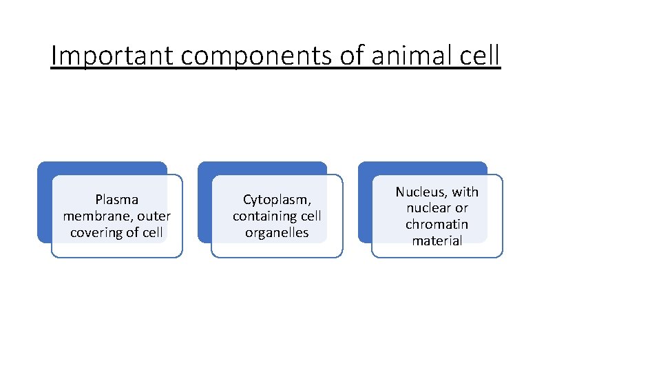 Important components of animal cell Plasma membrane, outer covering of cell Cytoplasm, containing cell