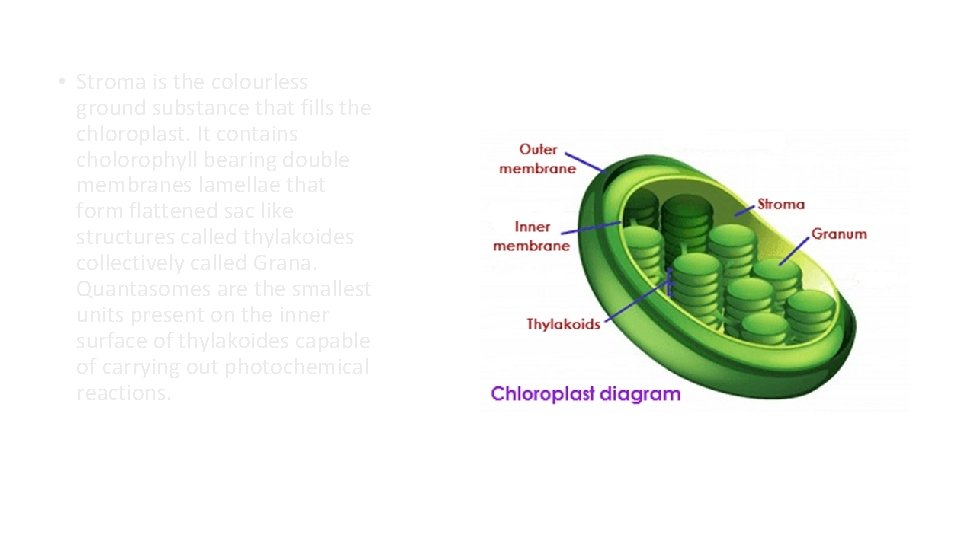 • Stroma is the colourless ground substance that fills the chloroplast. It contains • Stroma is the colourless ground substance that fills the chloroplast. It contains