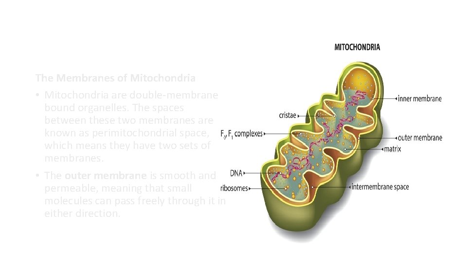 The Membranes of Mitochondria • Mitochondria are double-membrane bound organelles. The spaces between these The Membranes of Mitochondria • Mitochondria are double-membrane bound organelles. The spaces between these