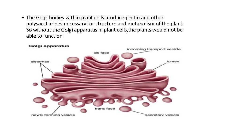  • The Golgi bodies within plant cells produce pectin and other polysaccharides necessary