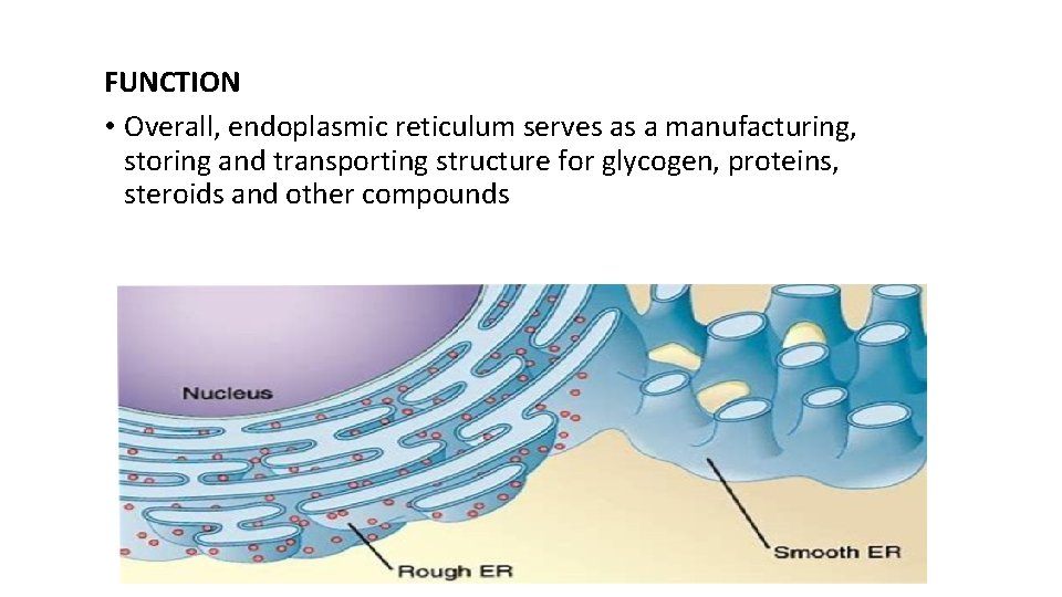 FUNCTION • Overall, endoplasmic reticulum serves as a manufacturing, storing and transporting structure for