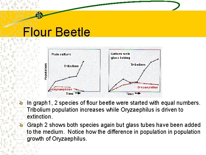 Flour Beetle In graph 1, 2 species of flour beetle were started with equal