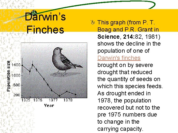 Darwin’s Finches This graph (from P. T. Boag and P. R. Grant in Science,