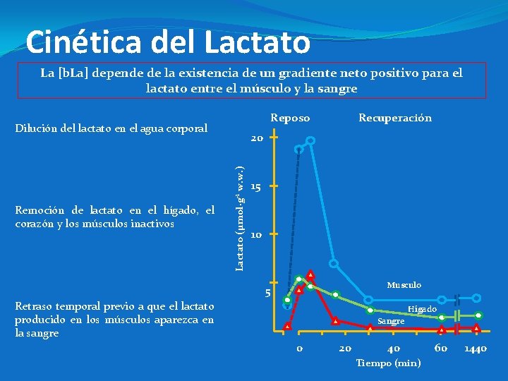 Cinética del Lactato La [b. La] depende de la existencia de un gradiente neto