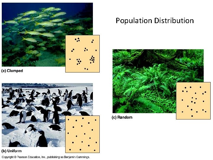 Population Distribution 