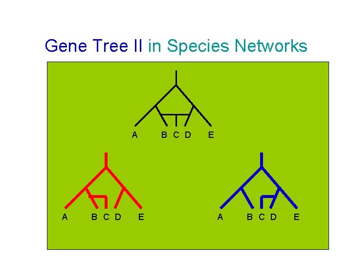 Gene Tree II in Species Networks A A B C D E E A