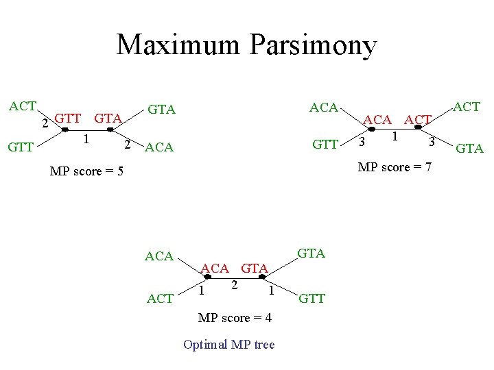 Maximum Parsimony ACT GTT 2 GTT GTA 1 2 GTA ACA GTT ACA ACT