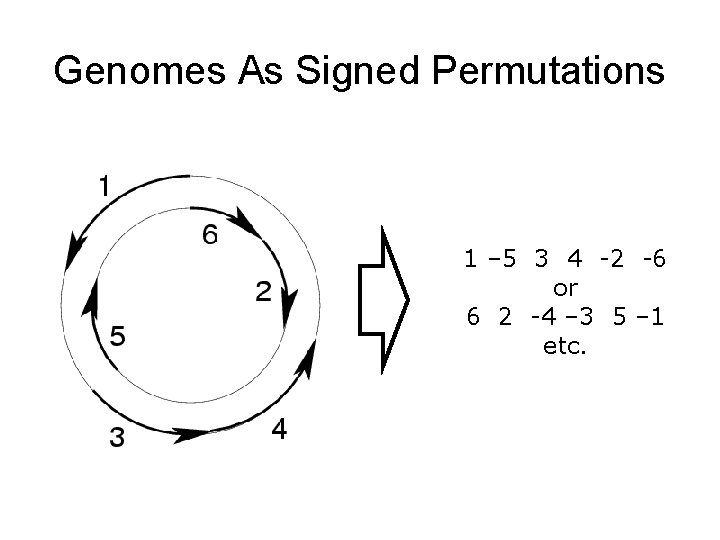 Genomes As Signed Permutations 1 – 5 3 4 -2 -6 or 6 2