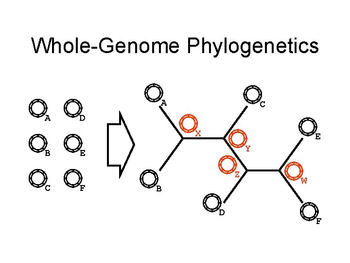 Whole-Genome Phylogenetics A A C D X B E Y E Z C F