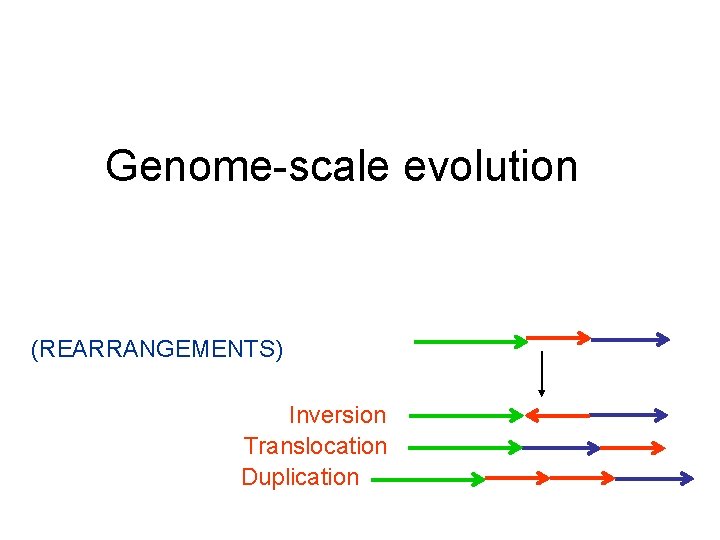 Genome-scale evolution (REARRANGEMENTS) Inversion Translocation Duplication 