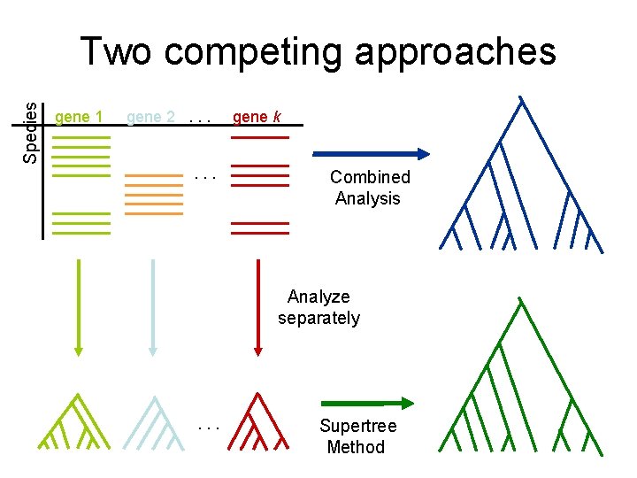 Species Two competing approaches gene 1 gene 2. . . gene k Combined Analysis