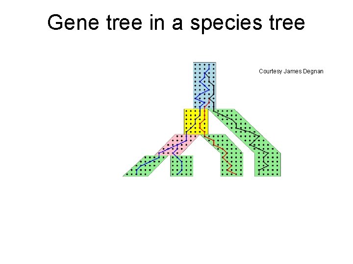 Gene tree in a species tree Courtesy James Degnan 