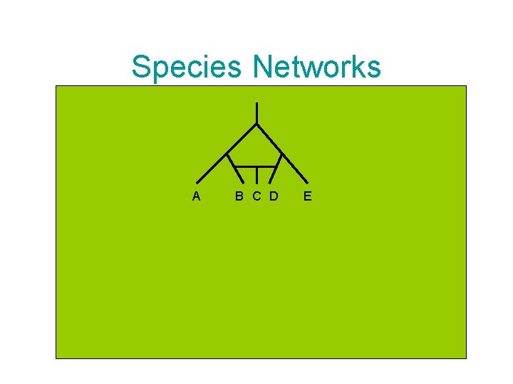 Species Networks A B C D E 