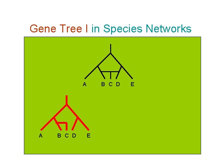Gene Tree I in Species Networks A A B C D E E 