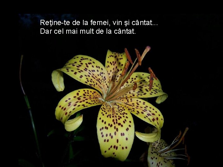 Reţine-te de la femei, vin şi cântat. . . Dar cel mai mult de