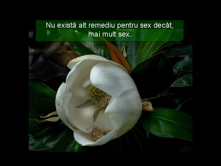 Nu există alt remediu pentru sex decât, mai mult sex. 