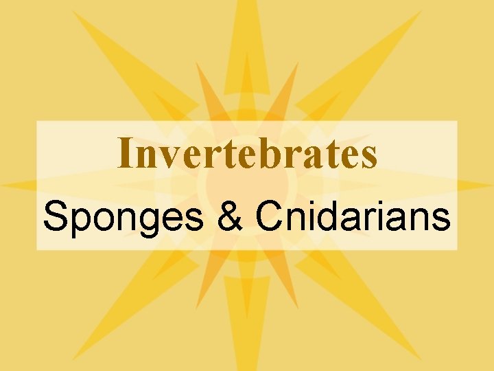 Invertebrates Sponges & Cnidarians 