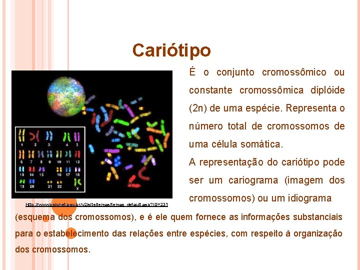 Cariótipo É o conjunto cromossômico ou constante cromossômica diplóide (2 n) de uma espécie.