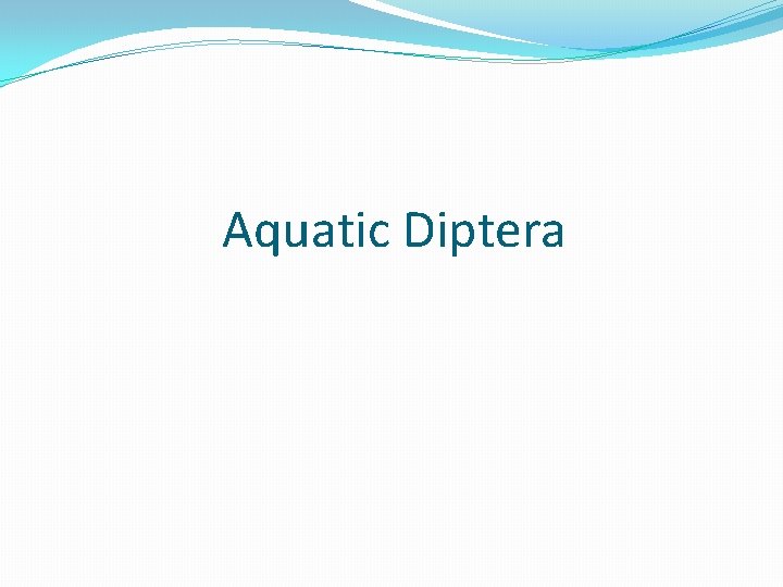 Aquatic Diptera 