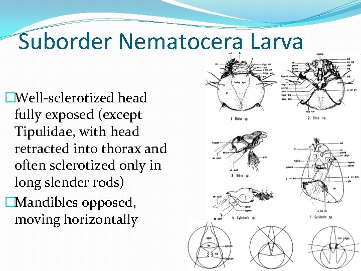 Suborder Nematocera Larva �Well-sclerotized head fully exposed (except Tipulidae, with head retracted into thorax