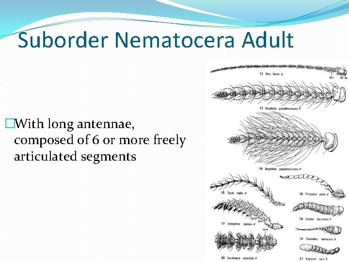 Suborder Nematocera Adult �With long antennae, composed of 6 or more freely articulated segments