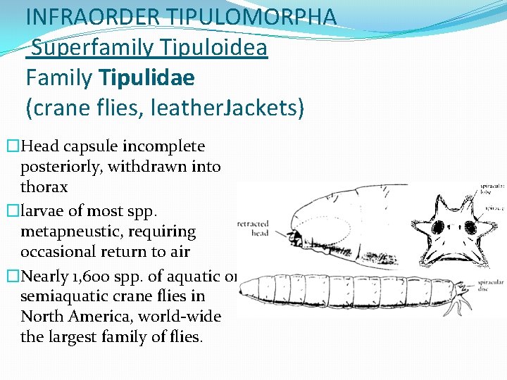 INFRAORDER TIPULOMORPHA Superfamily Tipuloidea Family Tipulidae (crane flies, leather. Jackets) �Head capsule incomplete posteriorly,