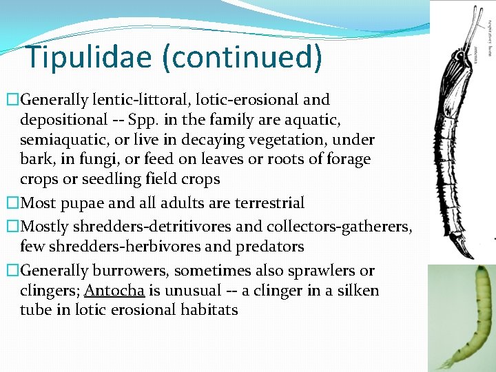 Tipulidae (continued) �Generally lentic-littoral, lotic-erosional and depositional -- Spp. in the family are aquatic,