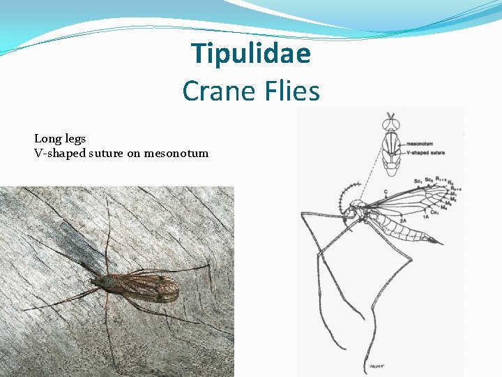 Tipulidae Crane Flies Long legs V-shaped suture on mesonotum 