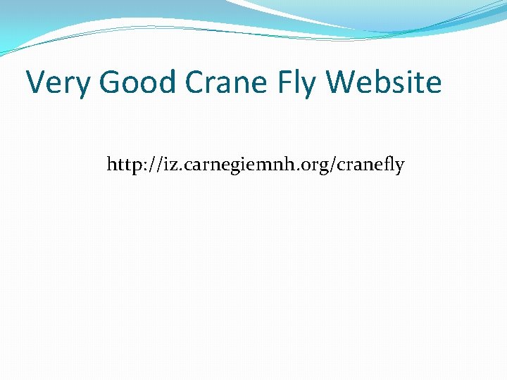 Very Good Crane Fly Website http: //iz. carnegiemnh. org/cranefly 