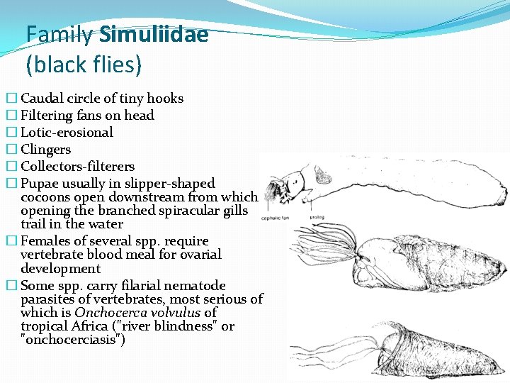 Family Simuliidae (black flies) � Caudal circle of tiny hooks � Filtering fans on