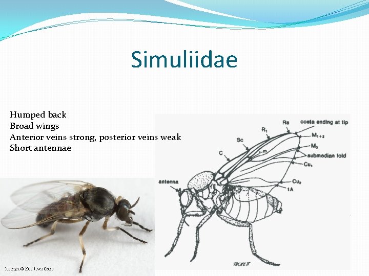 Simuliidae Humped back Broad wings Anterior veins strong, posterior veins weak Short antennae 