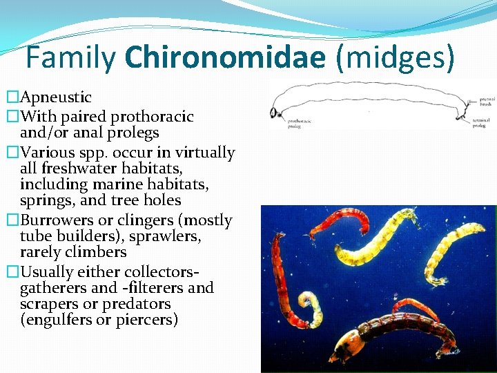 Family Chironomidae (midges) �Apneustic �With paired prothoracic and/or anal prolegs �Various spp. occur in