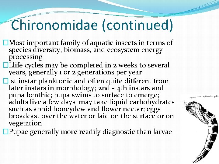 Chironomidae (continued) �Most important family of aquatic insects in terms of species diversity, biomass,