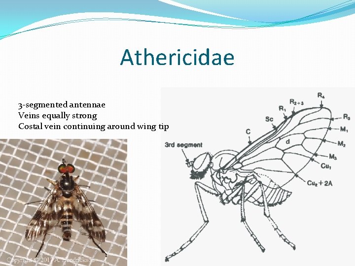 Athericidae 3 -segmented antennae Veins equally strong Costal vein continuing around wing tip 