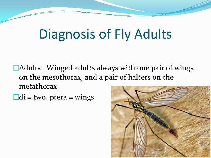 Diagnosis of Fly Adults �Adults: Winged adults always with one pair of wings on