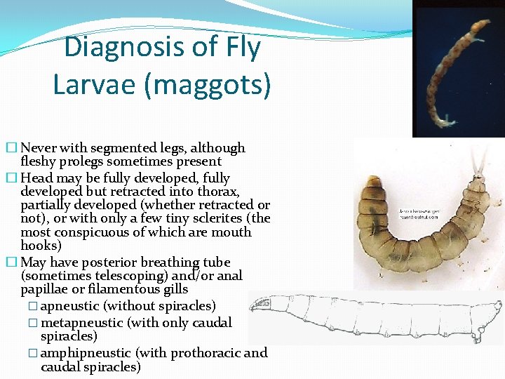 Diagnosis of Fly Larvae (maggots) � Never with segmented legs, although fleshy prolegs sometimes