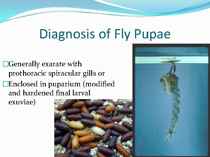 Diagnosis of Fly Pupae �Generally exarate with prothoracic spiracular gills or �Enclosed in puparium