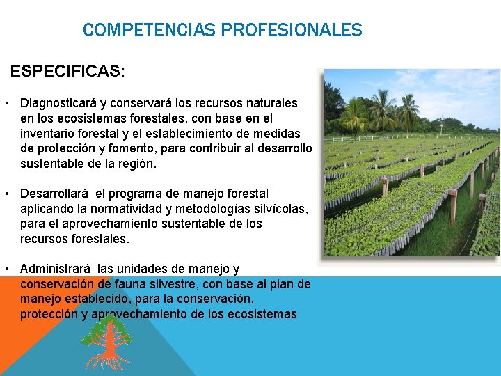 COMPETENCIAS PROFESIONALES ESPECIFICAS: • Diagnosticará y conservará los recursos naturales en los ecosistemas forestales,