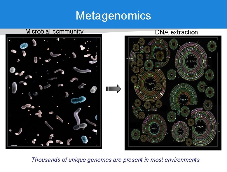 Metagenomics Microbial community DNA extraction Thousands of unique genomes are present in most environments