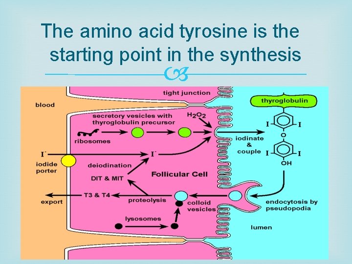 The amino acid tyrosine is the starting point in the synthesis 