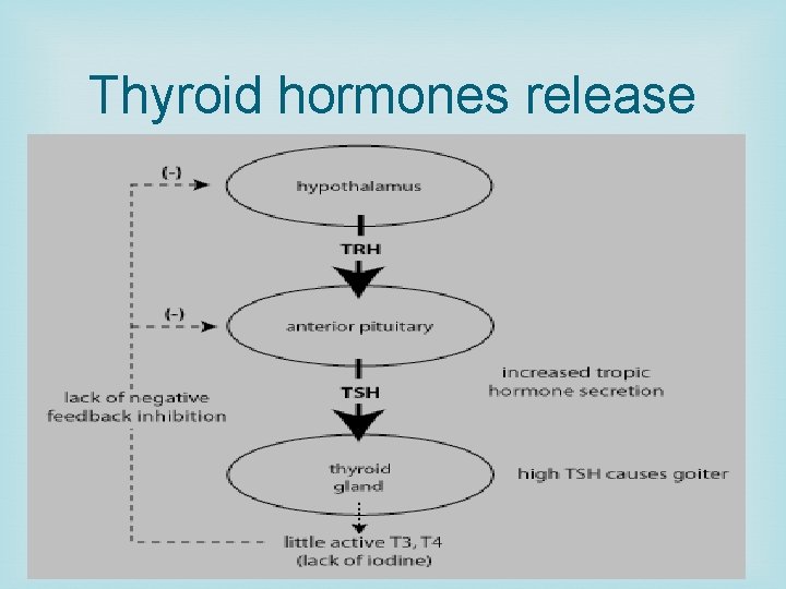 Thyroid hormones release 